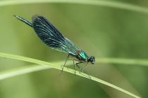 Gebaenderte Prachtlibelle